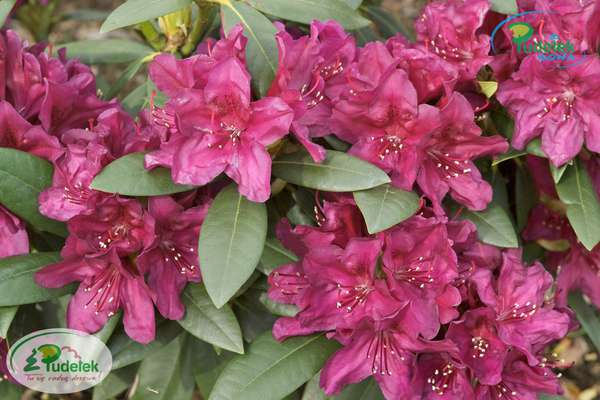 Rhododendron Polarnacht